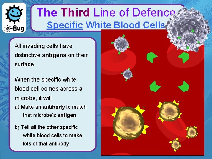 The Third Line of Defence Specific White Blood Cells All invading cells have distinctive