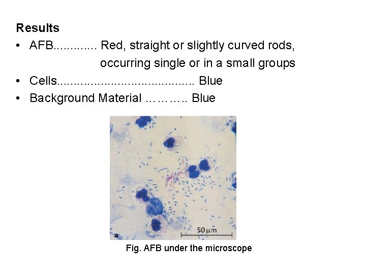 Results • AFB. . . Red, straight or slightly curved rods, occurring single or