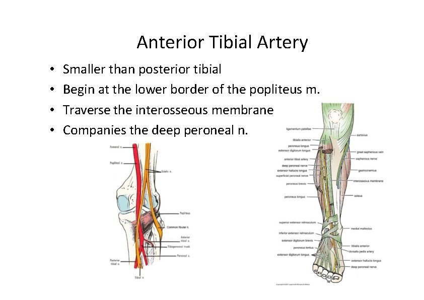 Anterior Tibial Artery • • Smaller than posterior tibial Begin at the lower border