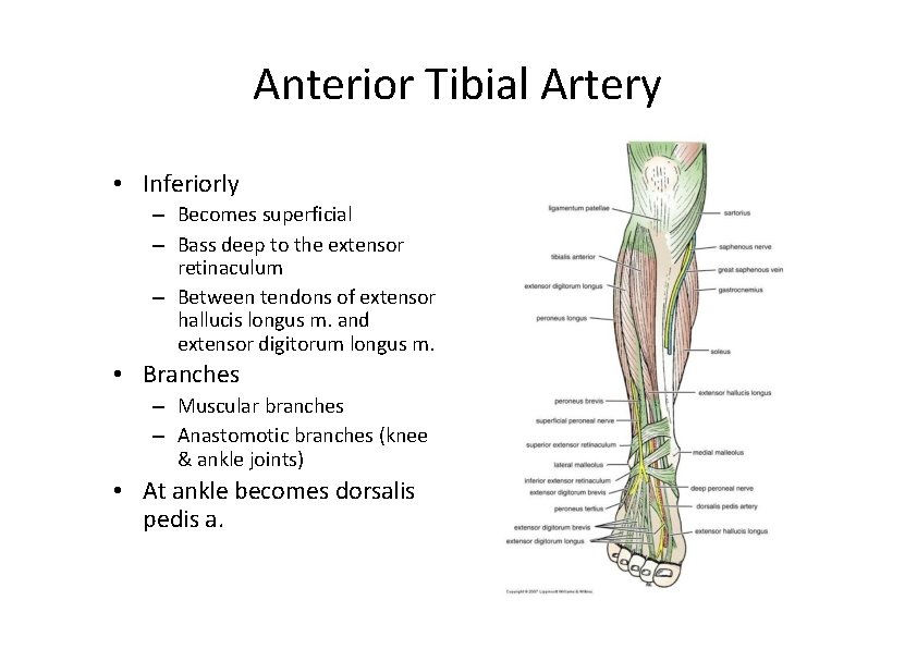 Anterior Tibial Artery • Inferiorly – Becomes superficial – Bass deep to the extensor