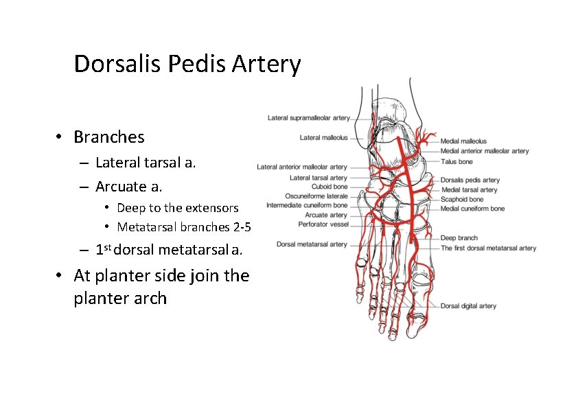 Dorsalis Pedis Artery • Branches – Lateral tarsal a. – Arcuate a. • Deep