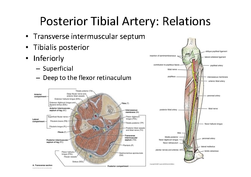 Posterior Tibial Artery: Relations • Transverse intermuscular septum • Tibialis posterior • Inferiorly –