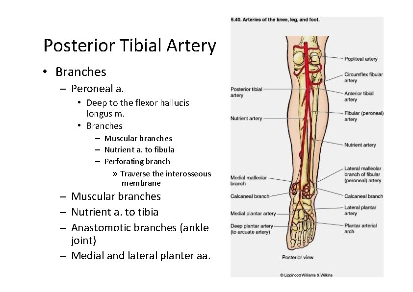 Posterior Tibial Artery • Branches – Peroneal a. • Deep to the flexor hallucis