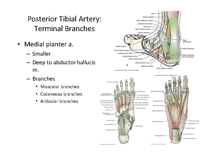 Posterior Tibial Artery: Terminal Branches • Medial planter a. – Smaller – Deep to