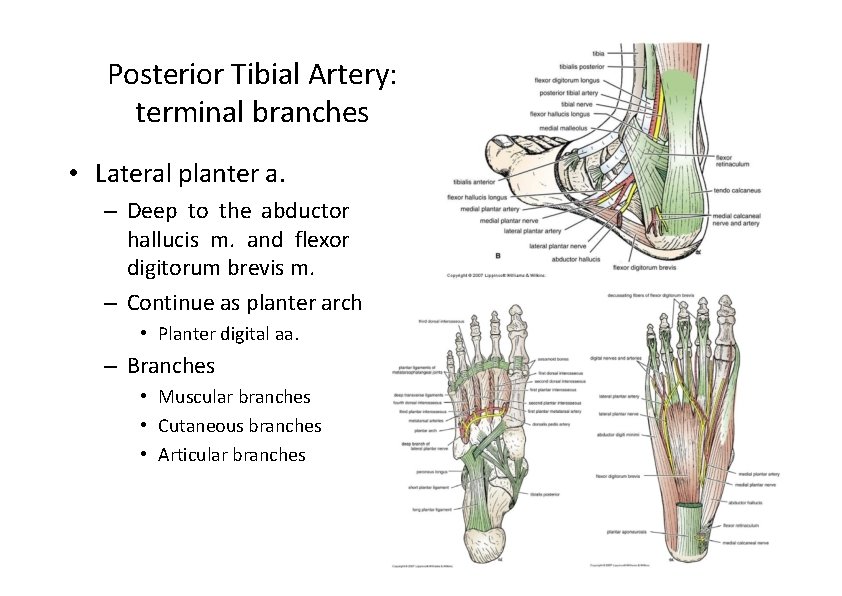 Posterior Tibial Artery: terminal branches • Lateral planter a. – Deep to the abductor