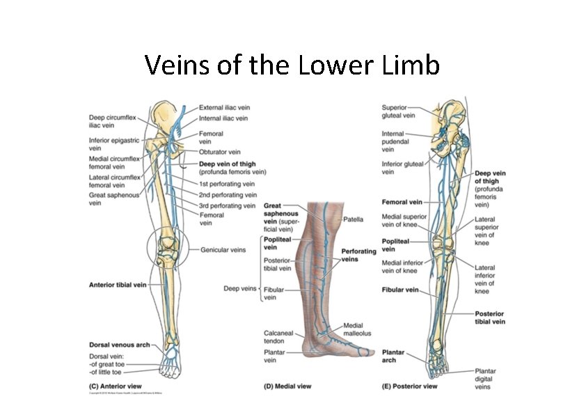 Veins of the Lower Limb 