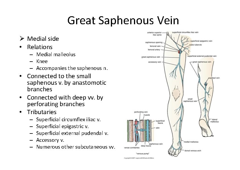 Great Saphenous Vein Medial side • Relations – Medial malleolus – Knee – Accompanies