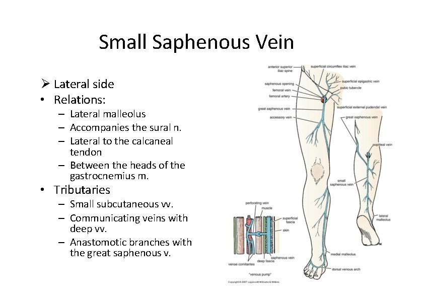 Small Saphenous Vein Lateral side • Relations: – Lateral malleolus – Accompanies the sural