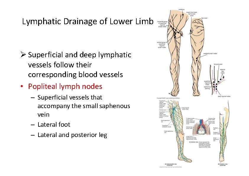 Lymphatic Drainage of Lower Limb Superficial and deep lymphatic vessels follow their corresponding blood