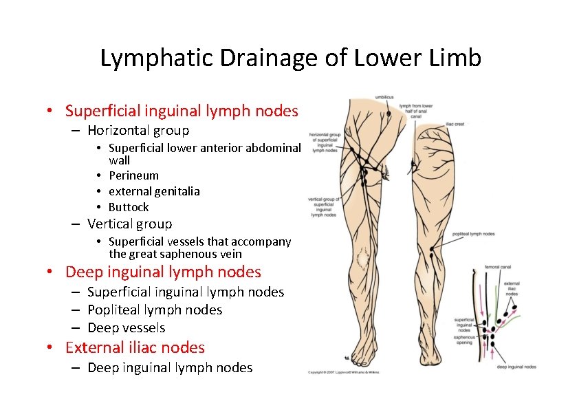 Lymphatic Drainage of Lower Limb • Superficial inguinal lymph nodes – Horizontal group •