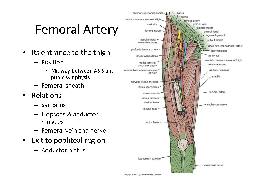 Femoral Artery • Its entrance to the thigh – Position • Midway between ASIS