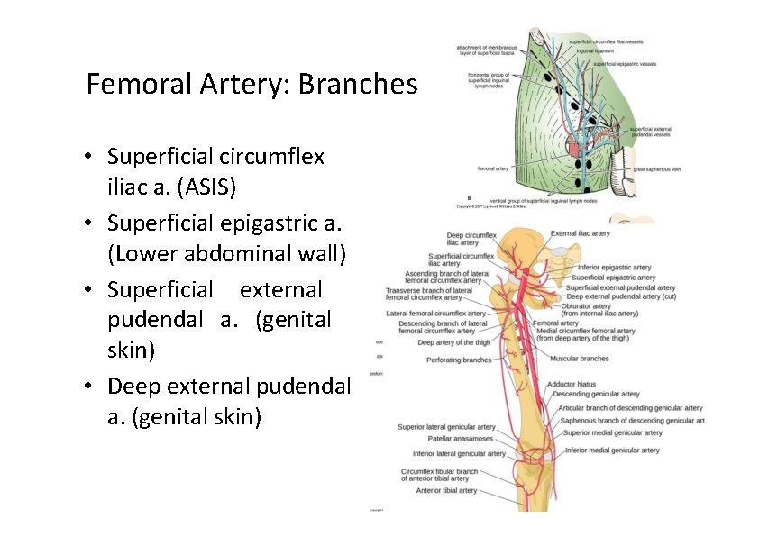 Femoral Artery: Branches • Superficial circumflex iliac a. (ASIS) • Superficial epigastric a. (Lower