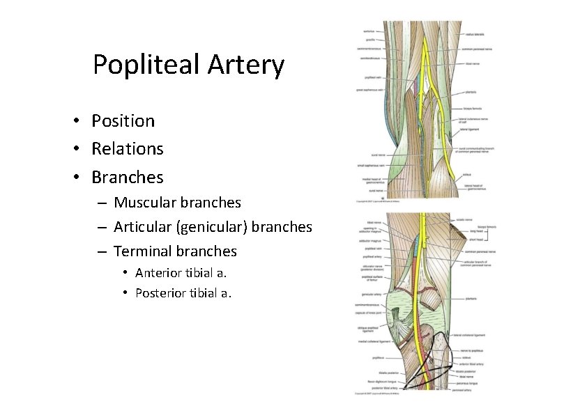 Popliteal Artery • Position • Relations • Branches – Muscular branches – Articular (genicular)