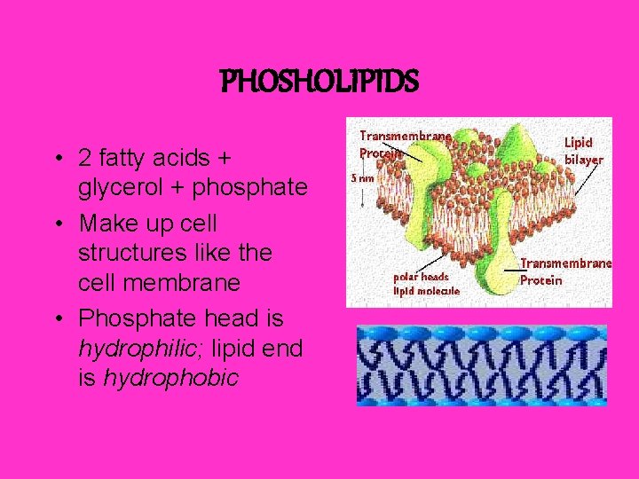 PHOSHOLIPIDS • 2 fatty acids + glycerol + phosphate • Make up cell structures