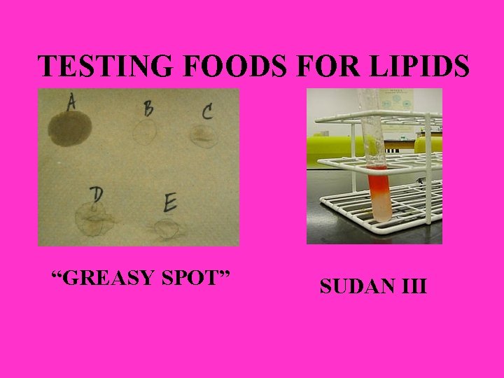 TESTING FOODS FOR LIPIDS “GREASY SPOT” SUDAN III 