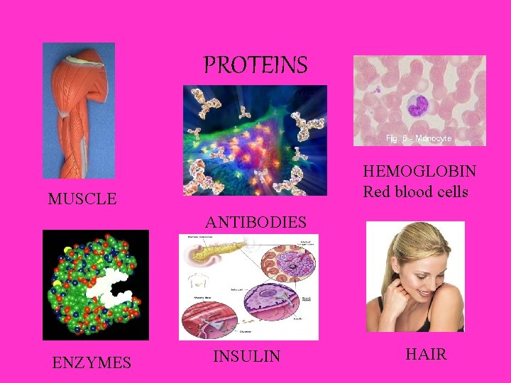 PROTEINS HEMOGLOBIN Red blood cells MUSCLE ANTIBODIES ENZYMES INSULIN HAIR 