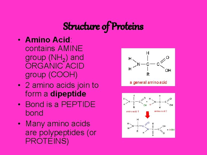 Structure of Proteins • Amino Acid: contains AMINE group (NH 2) and ORGANIC ACID