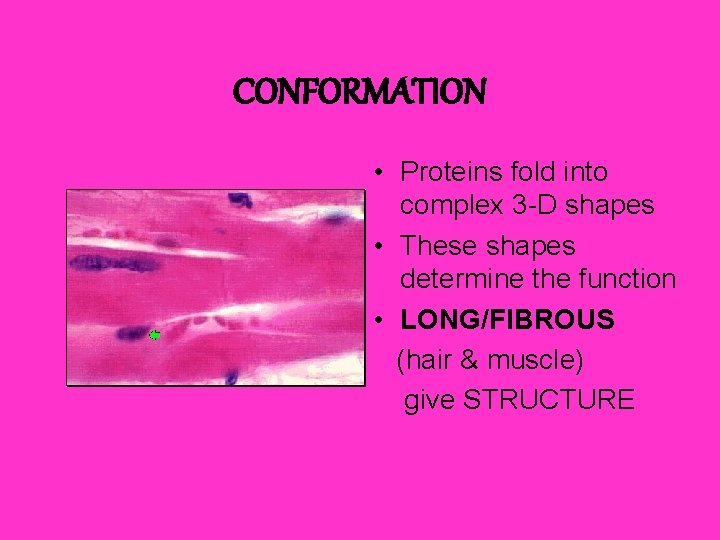 CONFORMATION • Proteins fold into complex 3 -D shapes • These shapes determine the