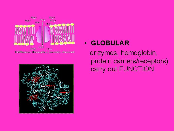  • GLOBULAR enzymes, hemoglobin, protein carriers/receptors) carry out FUNCTION 