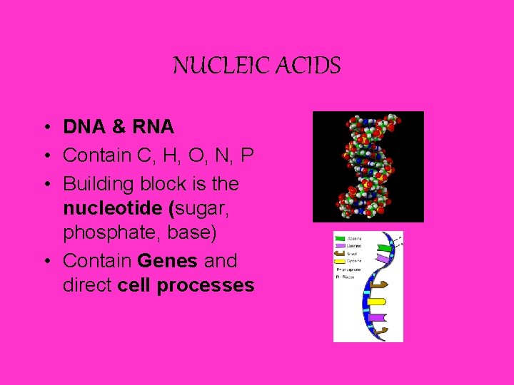 NUCLEIC ACIDS • DNA & RNA • Contain C, H, O, N, P • NUCLEIC ACIDS • DNA & RNA • Contain C, H, O, N, P •