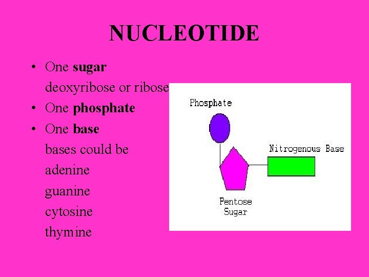 NUCLEOTIDE • One sugar deoxyribose or ribose • One phosphate • One bases could