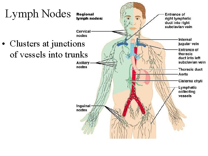 Lymph Nodes • Clusters at junctions of vessels into trunks 
