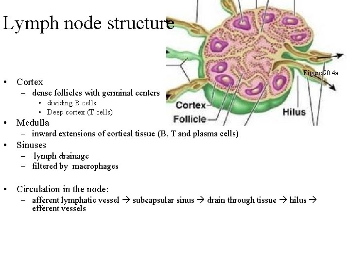 Lymph node structure • Cortex Figure 20. 4 a – dense follicles with germinal