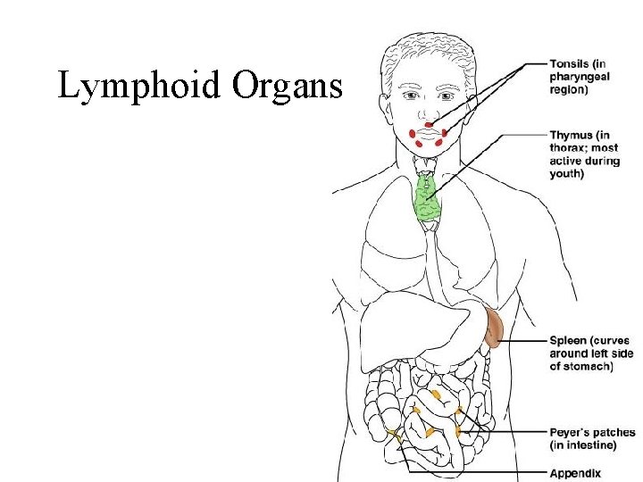Lymphoid Organs 