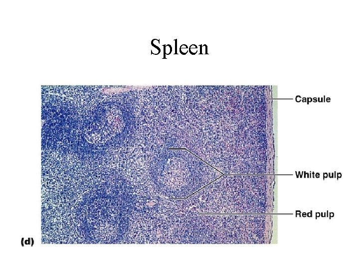 Spleen 