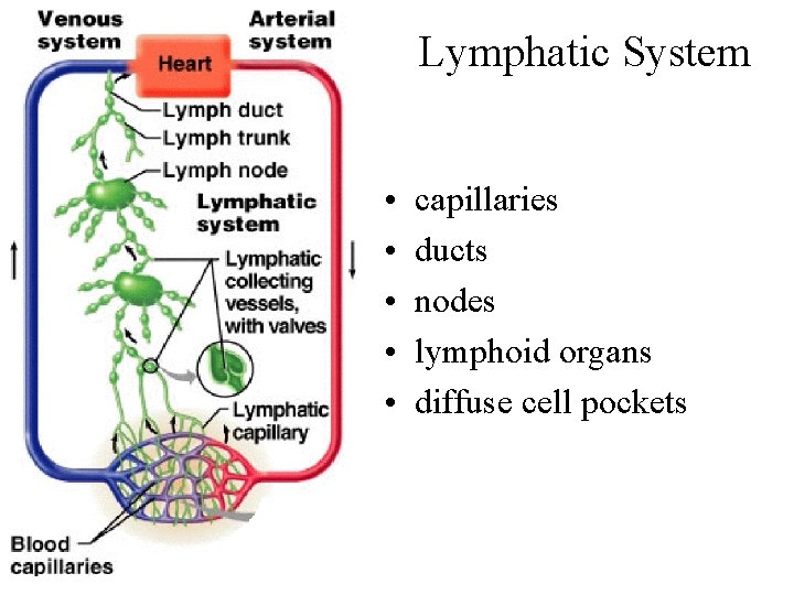 Lymphatic System • • • capillaries ducts nodes lymphoid organs diffuse cell pockets 