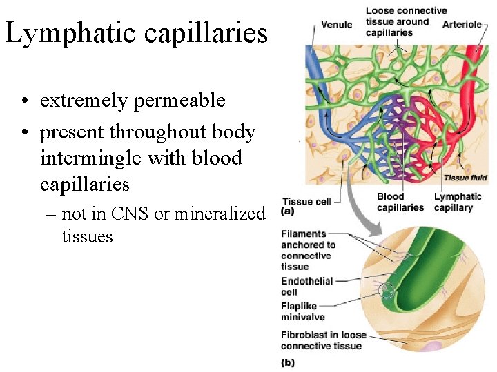 Lymphatic capillaries • extremely permeable • present throughout body intermingle with blood capillaries –