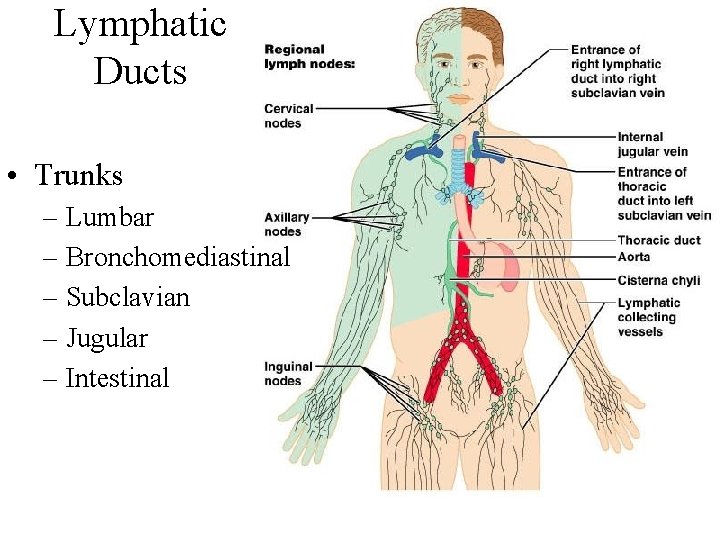 Lymphatic Ducts • Trunks – Lumbar – Bronchomediastinal – Subclavian – Jugular – Intestinal