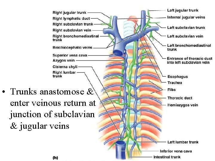  • Trunks anastomose & enter veinous return at junction of subclavian & jugular