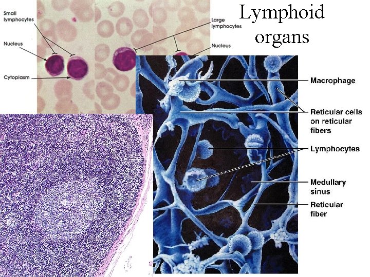 Lymphoid organs 