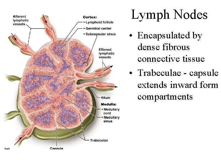 Lymph Nodes • Encapsulated by dense fibrous connective tissue • Trabeculae - capsule extends