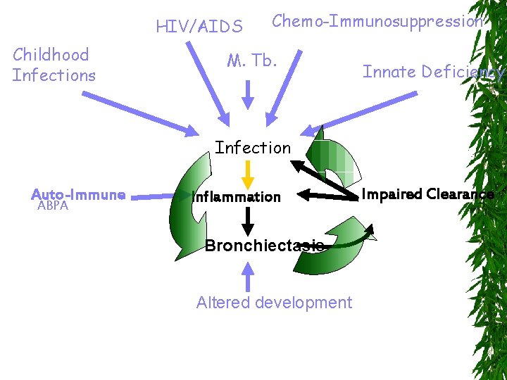 HIV/AIDS Childhood Infections Chemo-Immunosuppression M. Tb. Innate Deficiency Infection Auto-Immune ABPA Inflammation Bronchiectasis Altered