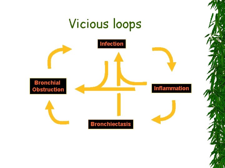 Vicious loops Infection Bronchial Obstruction Inflammation Bronchiectasis 