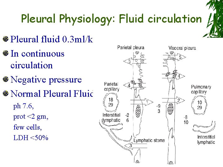Pleural Physiology: Fluid circulation Pleural fluid 0. 3 ml/kg In continuous circulation Negative pressure