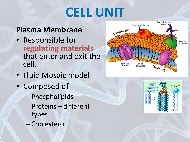 CELL UNIT Plasma Membrane • Responsible for regulating materials that enter and exit the
