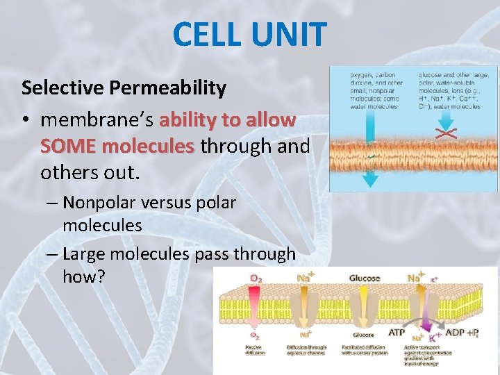CELL UNIT Selective Permeability • membrane’s ability to allow SOME molecules through and others
