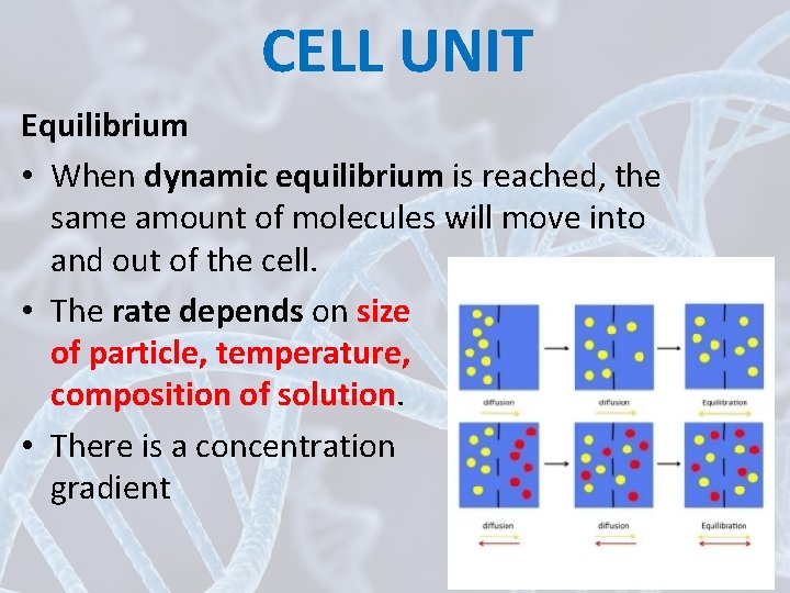 CELL UNIT Equilibrium • When dynamic equilibrium is reached, the same amount of molecules