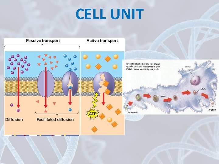 CELL UNIT 