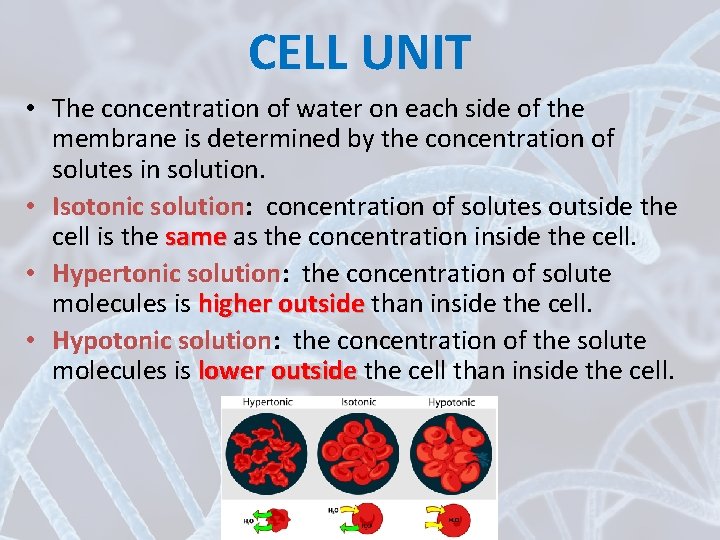 CELL UNIT • The concentration of water on each side of the membrane is