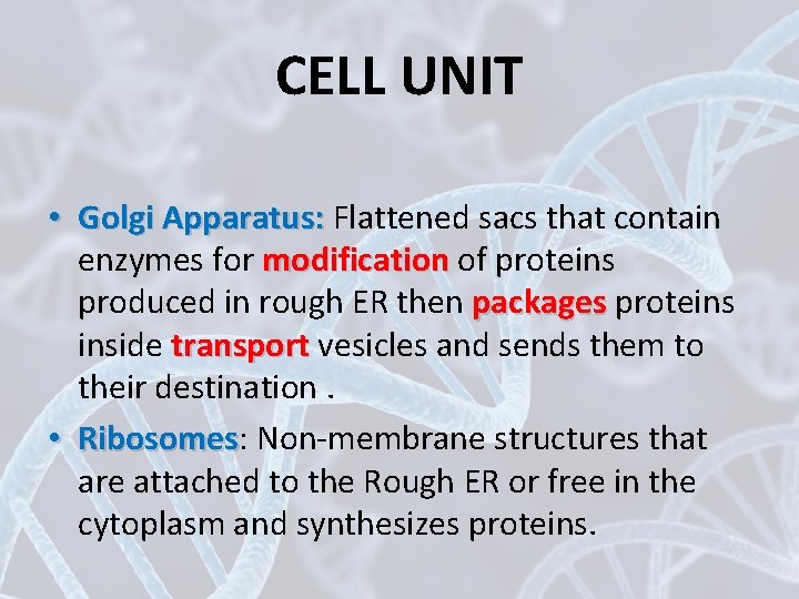 CELL UNIT • Golgi Apparatus: Flattened sacs that contain enzymes for modification of proteins