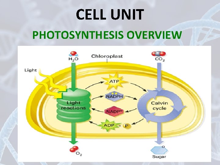 CELL UNIT PHOTOSYNTHESIS OVERVIEW 31 