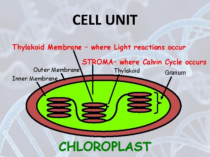CELL UNIT Thylakoid Membrane – where Light reactions occur Outer Membrane Inner Membrane STROMA–