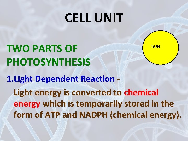 CELL UNIT TWO PARTS OF PHOTOSYNTHESIS SUN 1. Light Dependent Reaction Light energy is