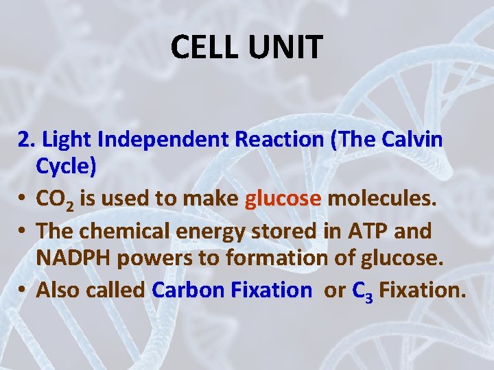 CELL UNIT 2. Light Independent Reaction (The Calvin Cycle) • CO 2 is used