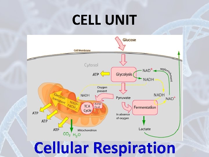 CELL UNIT Cellular Respiration 35 