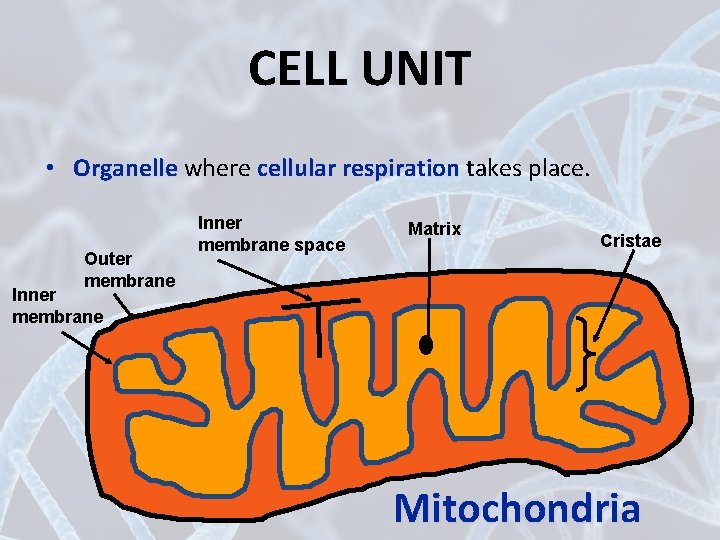 CELL UNIT • Organelle where cellular respiration takes place. Outer membrane Inner membrane space